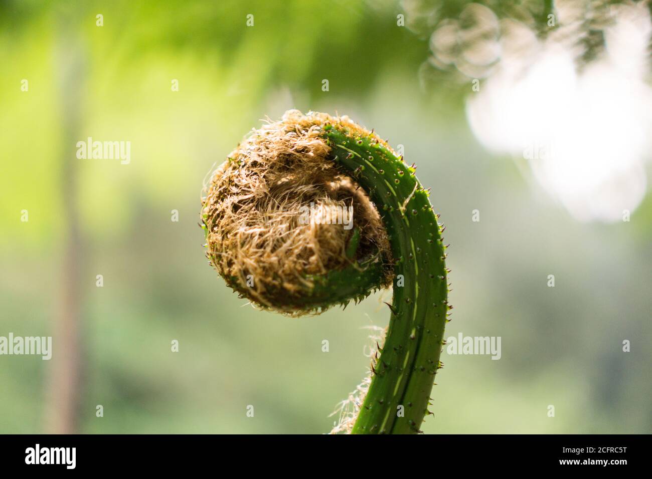 Una felce è un membro di un gruppo di vascolari piante (piante con xilem e floem) che si riproducono via spore e non hanno né semi né fiori Foto Stock