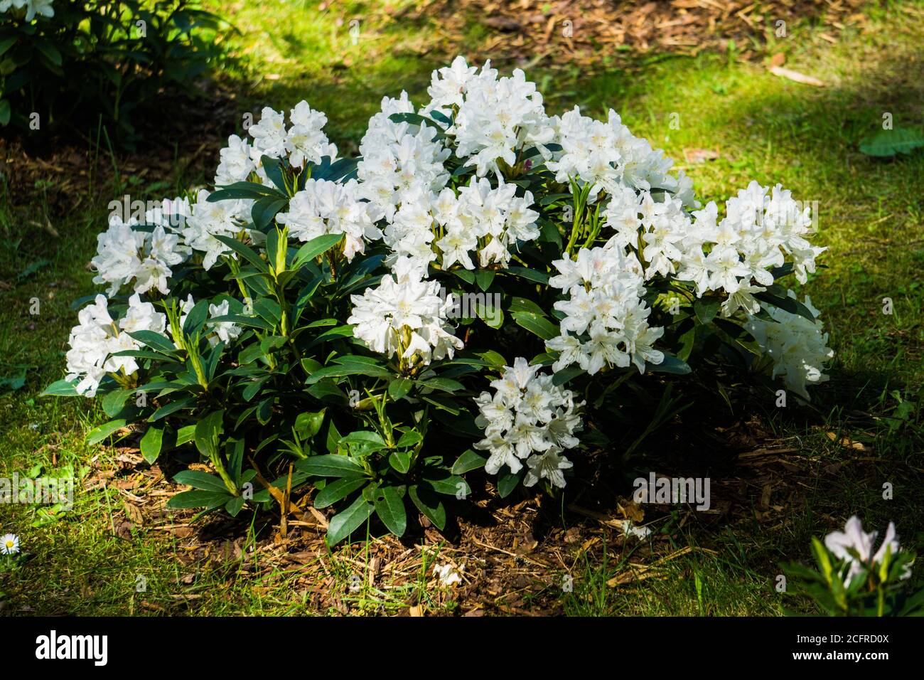 Bellissimi cespugli di fiori bianchi rododendri in fiore in un parco cittadino. Foto Stock