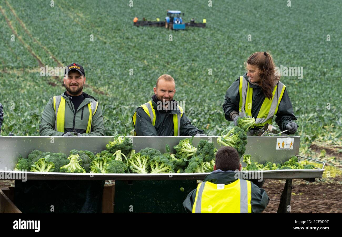 St Andrews, Scozia, Regno Unito. 7 settembre, 2020.lavoratori agricoli stagionali dell'Europa orientale lavorazione a mano o fiorendo broccoli in un campo fuori St Andrews in Fife. I lavoratori provengono da paesi come Bulgaria, Romania e Ucraina. Dopo la fiorificazione i broccoli vengono trasportati in Inghilterra per il congelamento. Iain Masterton/Alamy Live News Foto Stock