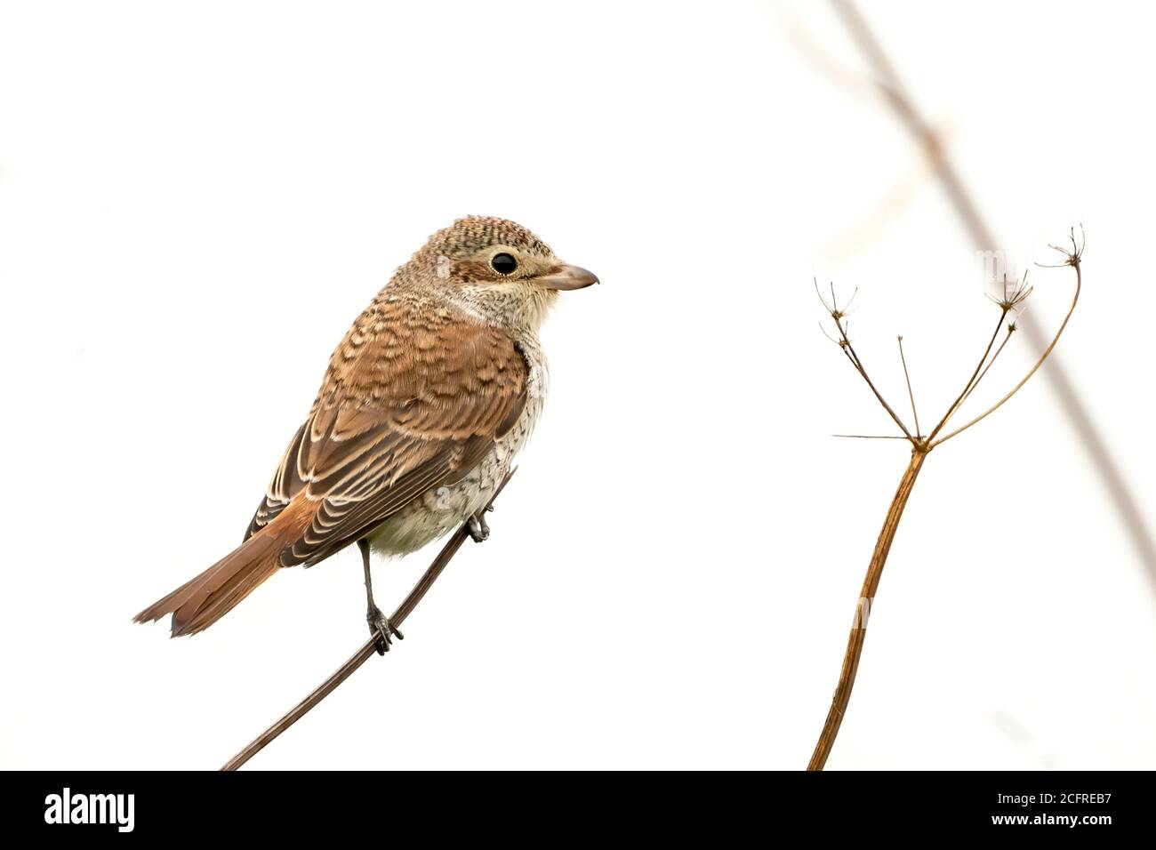 Shrike (Lanius collurio), arroccato sulla vegetazione durante la caccia, Waxham, Norfolk, Regno Unito, 7 settembre 2020 Foto Stock