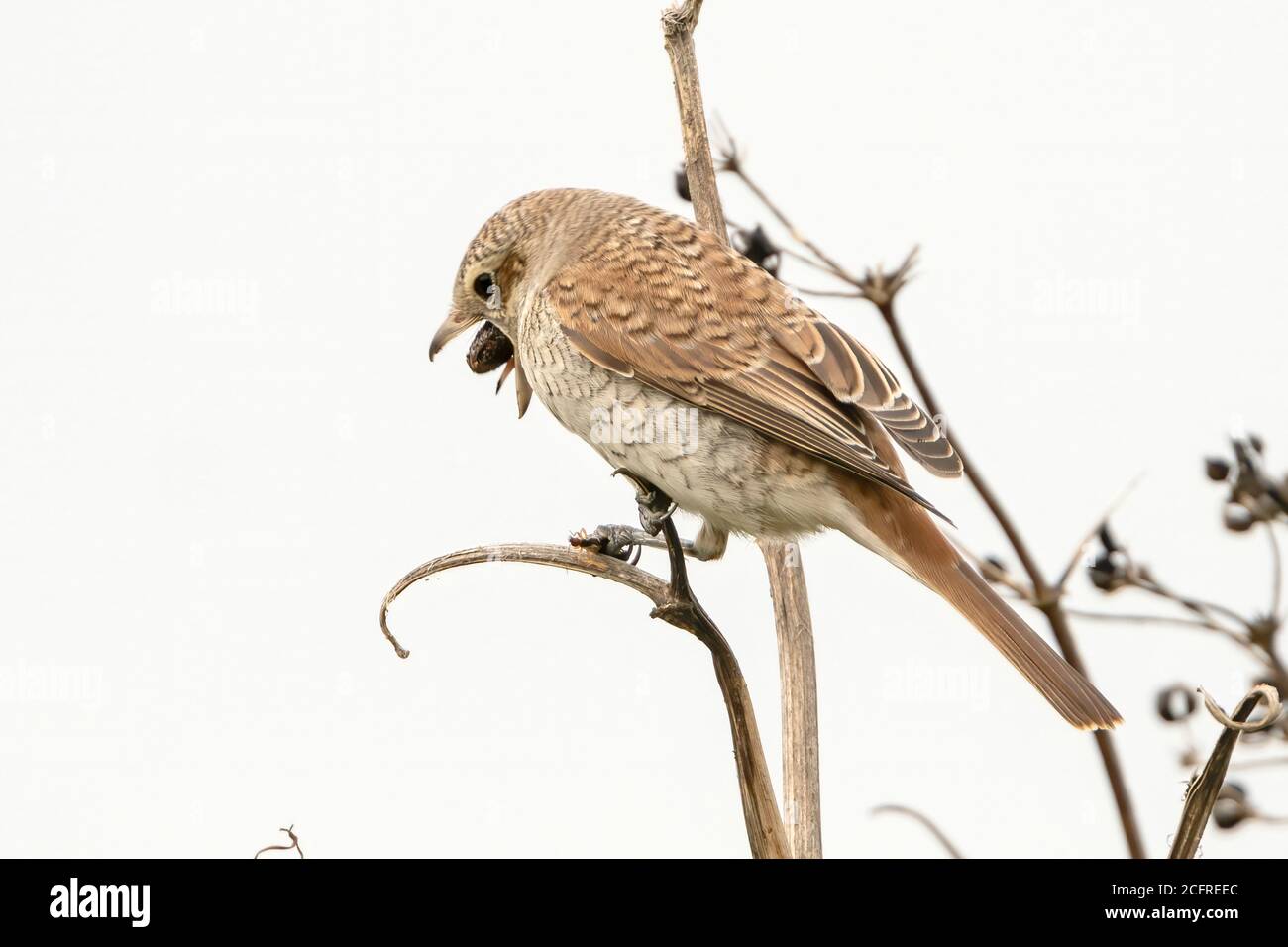Shrike (Lanius collurio), arroccato sulla vegetazione mentre tosse su pellet di cibo, Waxham, Norfolk, Regno Unito, 7 settembre 2020 Foto Stock