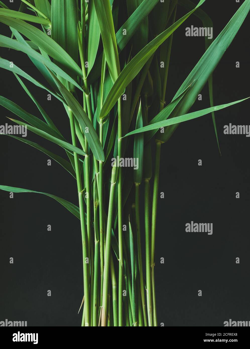 Sfondo astratto del bouquet di erba di canne norfolk su sfondo nero opaco con spazio di copia. Stile di colore del filtro tono vintage Foto Stock