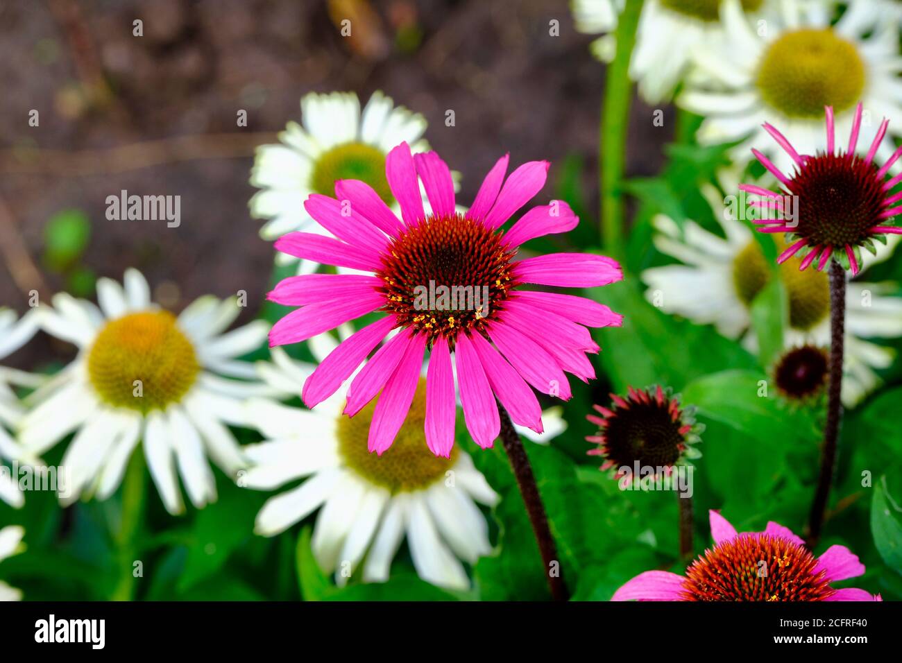 Echinacea Moodz Awake, pianta erbacea fioritura Purpurea Cornflower Viola Pink Fiori Giardino fiore showy Perenne Foto Stock
