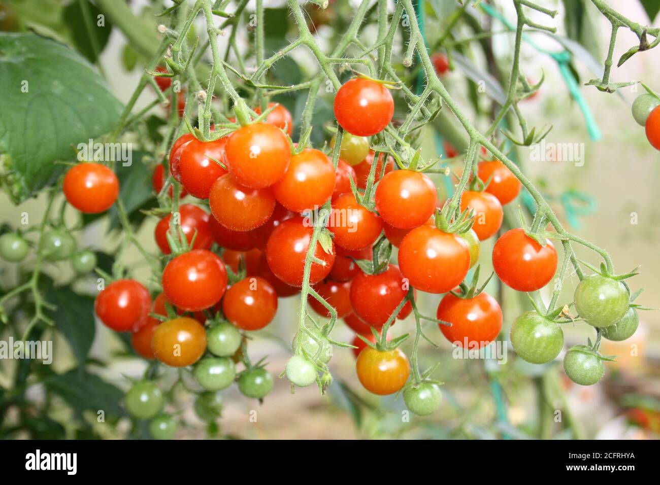 un mazzo di pomodori ciliegini maturi su un ramo Foto Stock
