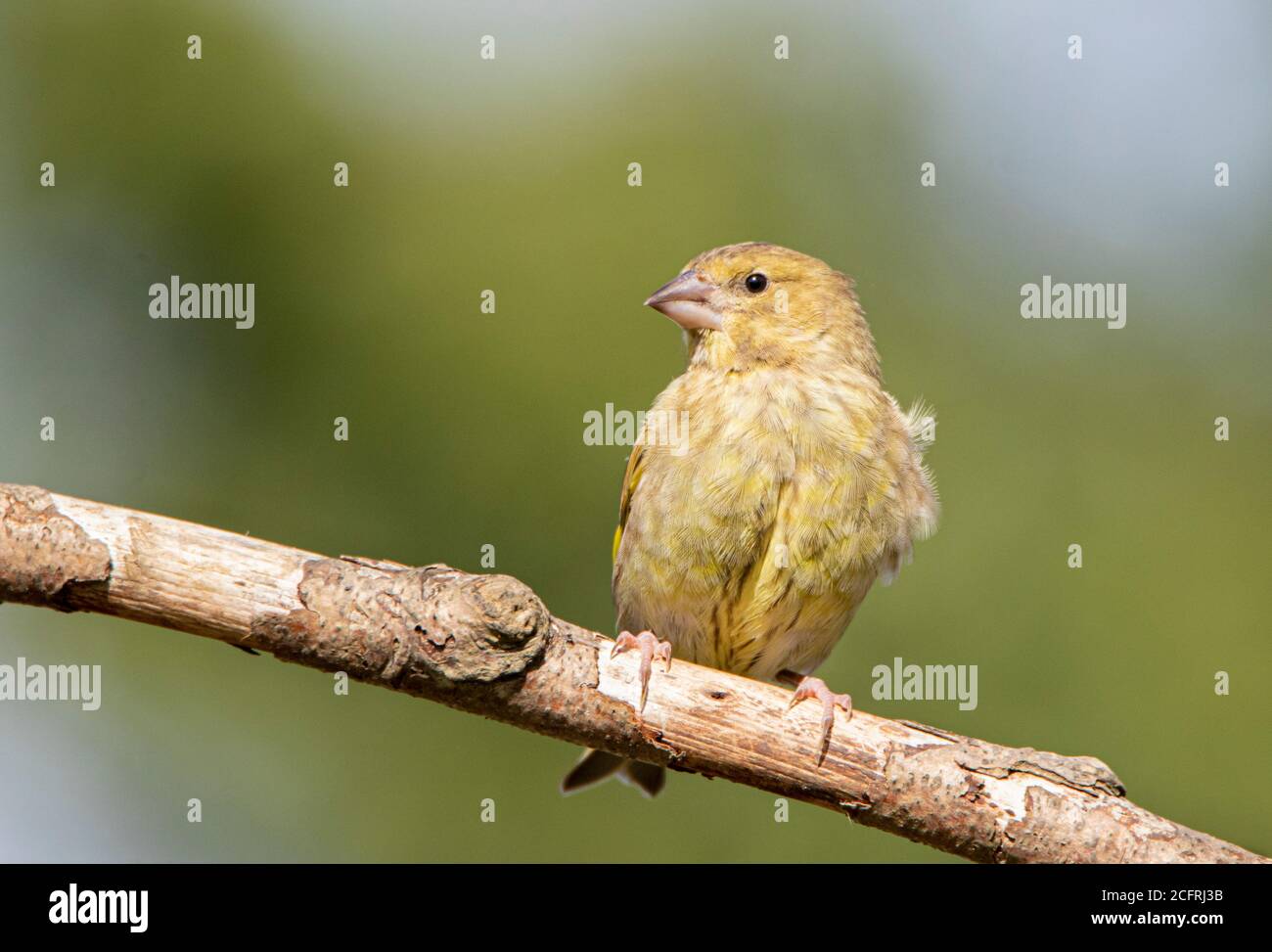 Verdino, giovane uccello selvatico, cloris chloris, arroccato in un giardino britannico, recentemente volato. Foto Stock