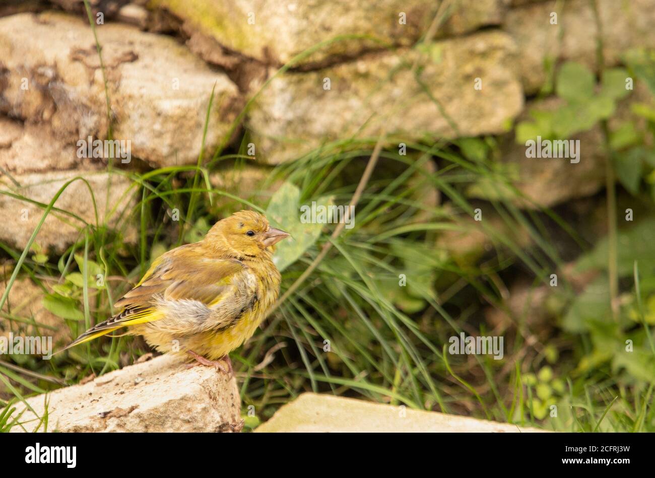 Verdino, giovane uccello selvatico, cloris chloris, arroccato in un giardino britannico, recentemente volato. Foto Stock