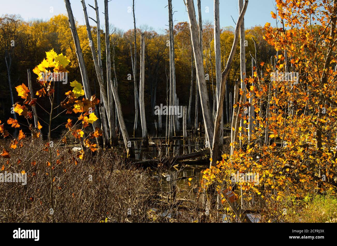 Pinery Narrows nel Parco Nazionale della Cuyahoga Valley. Aquile nidificano nelle Narrows. Fotografate in autunno, le foglie gialle e arancioni si distinguono. Foto Stock