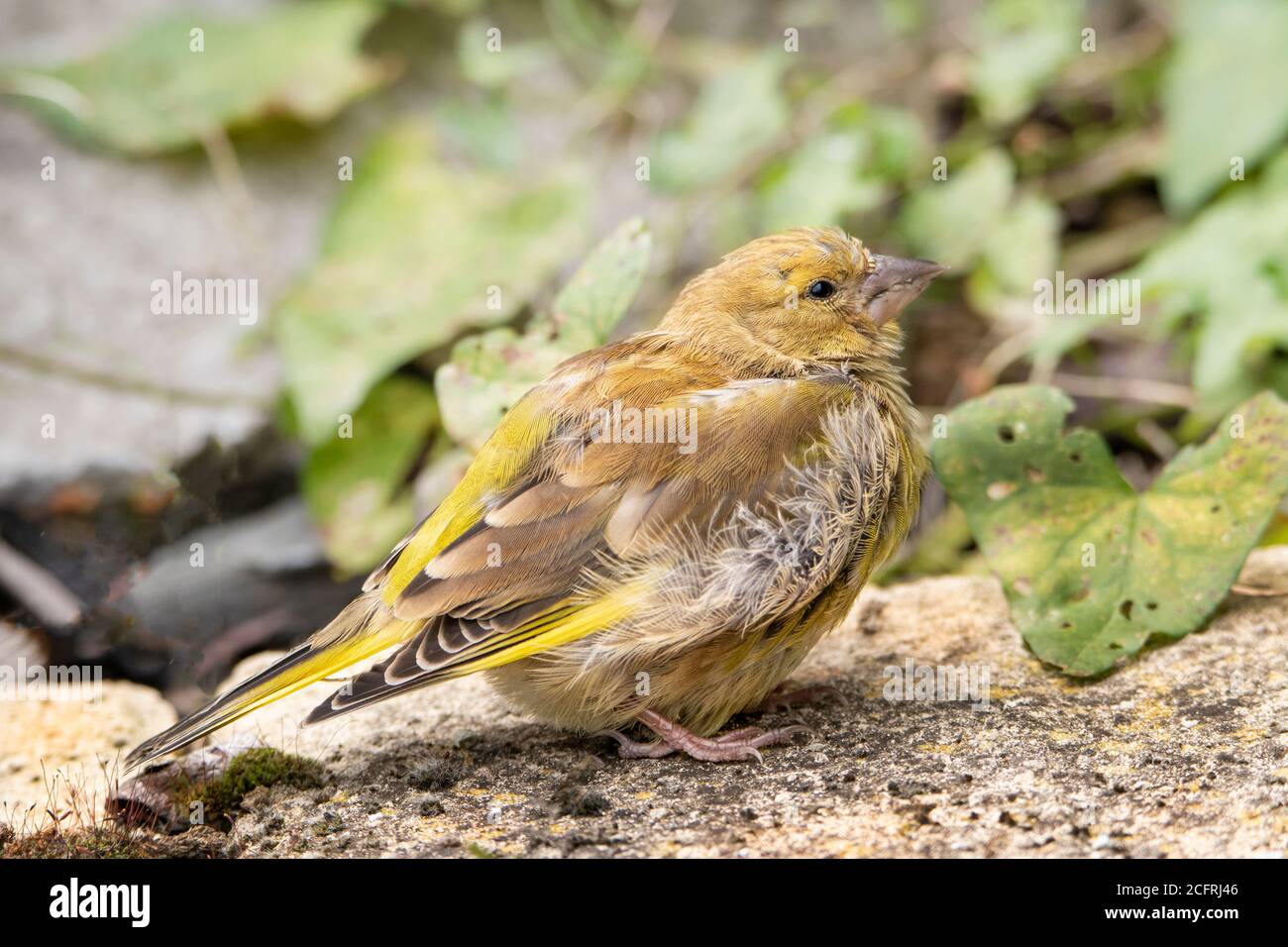 Verdino, giovane uccello selvatico, cloris chloris, arroccato in un giardino britannico, recentemente volato. Foto Stock