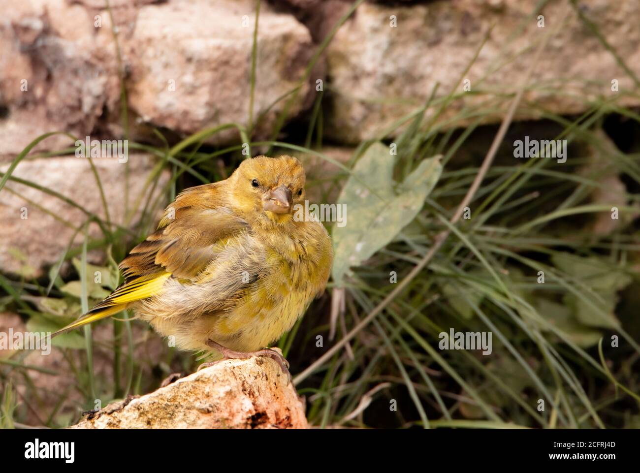 Verdino, giovane uccello selvatico, cloris chloris, arroccato in un giardino britannico, recentemente volato. Foto Stock