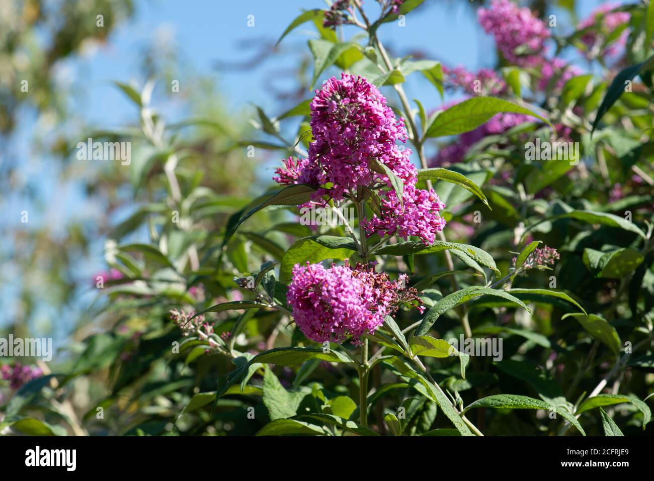 Fiori buddleja in estate girato nella collezione nazionale Nell'Hampshire Foto Stock