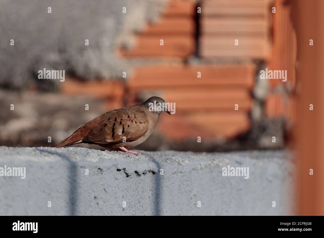 Colomba appollaiata su un muro e sullo sfondo un muro di mattoni rossi sfocato. Foto Stock