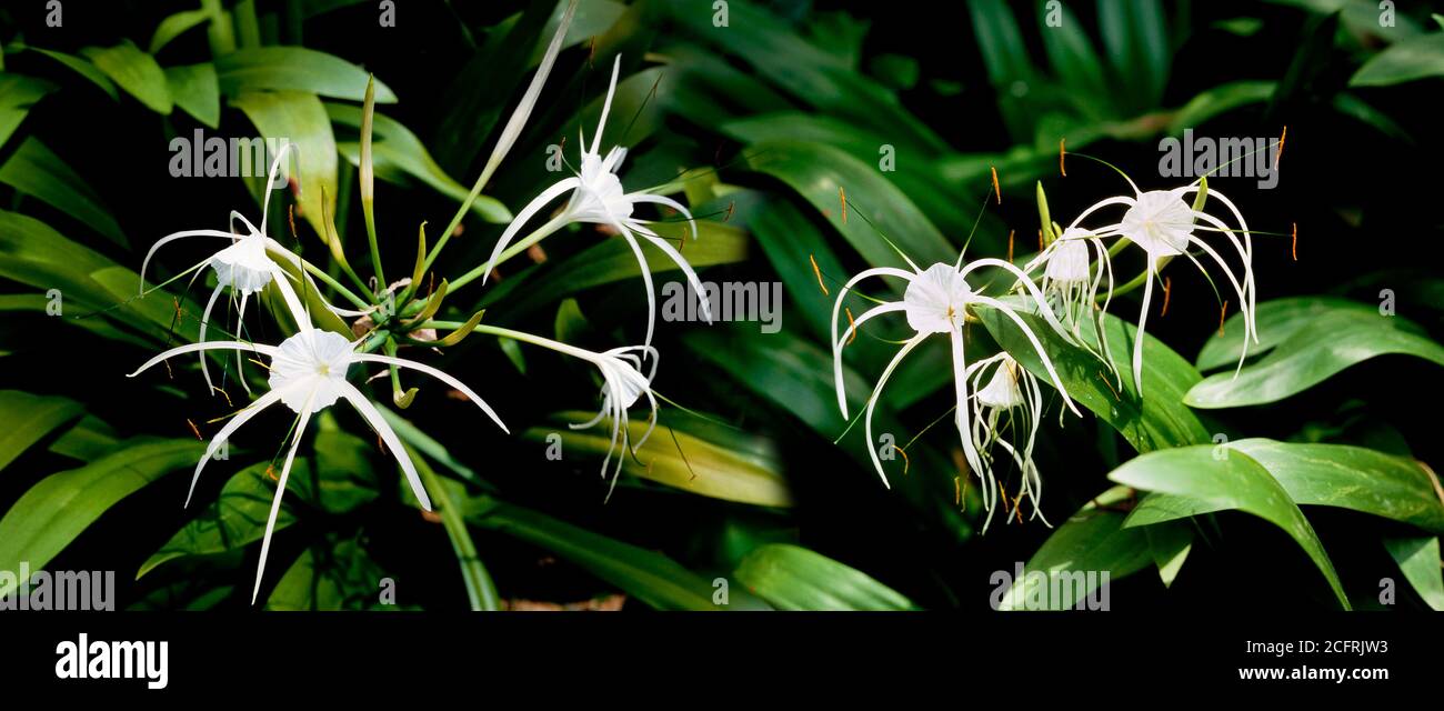 Giglio di ragno, Hymenocallis littoralis, endemico del Sud America Foto Stock