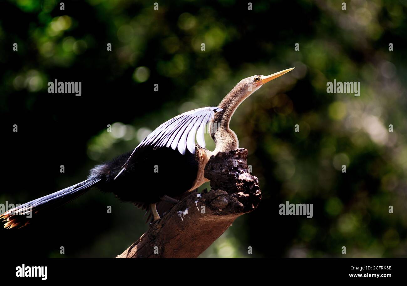Male Darter- Anhinga - arroccato su un tronco di albero morto con un fondo di cespuglio naturale nel Pantanal, Mato Grosso, Brasile Foto Stock