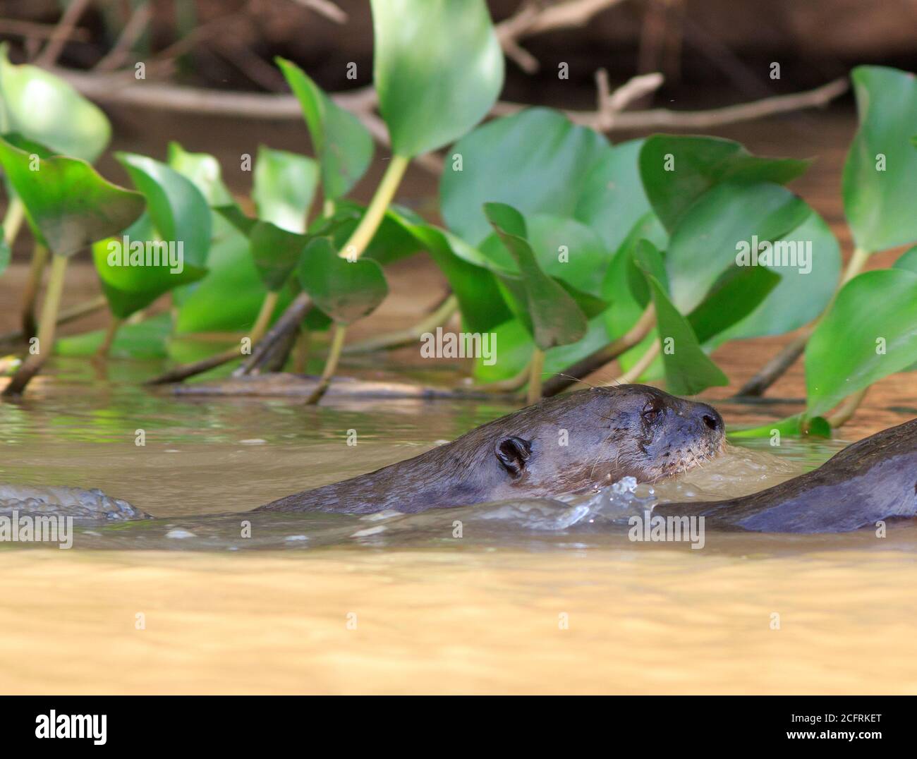 Due giganti lontre che nuotano con teste appena sopra l'acqua Foto Stock
