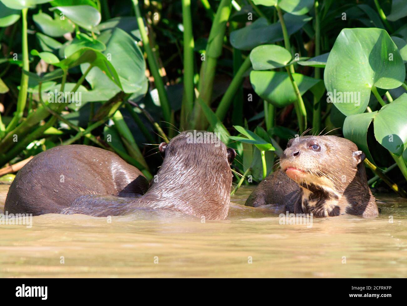 Giganti River Otters giocare con una buona vista di una lontra faccia, nel pantanal, Mato Grosso Brasile. Foto Stock