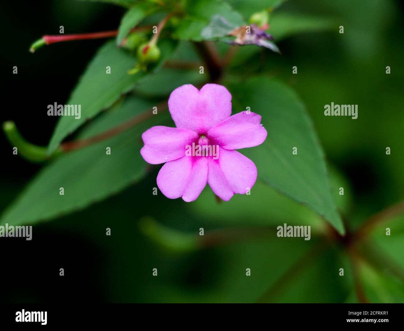 Impaziens di colore rosa chiaro o affollato fiore di lizzie, specie selvatiche Foto Stock