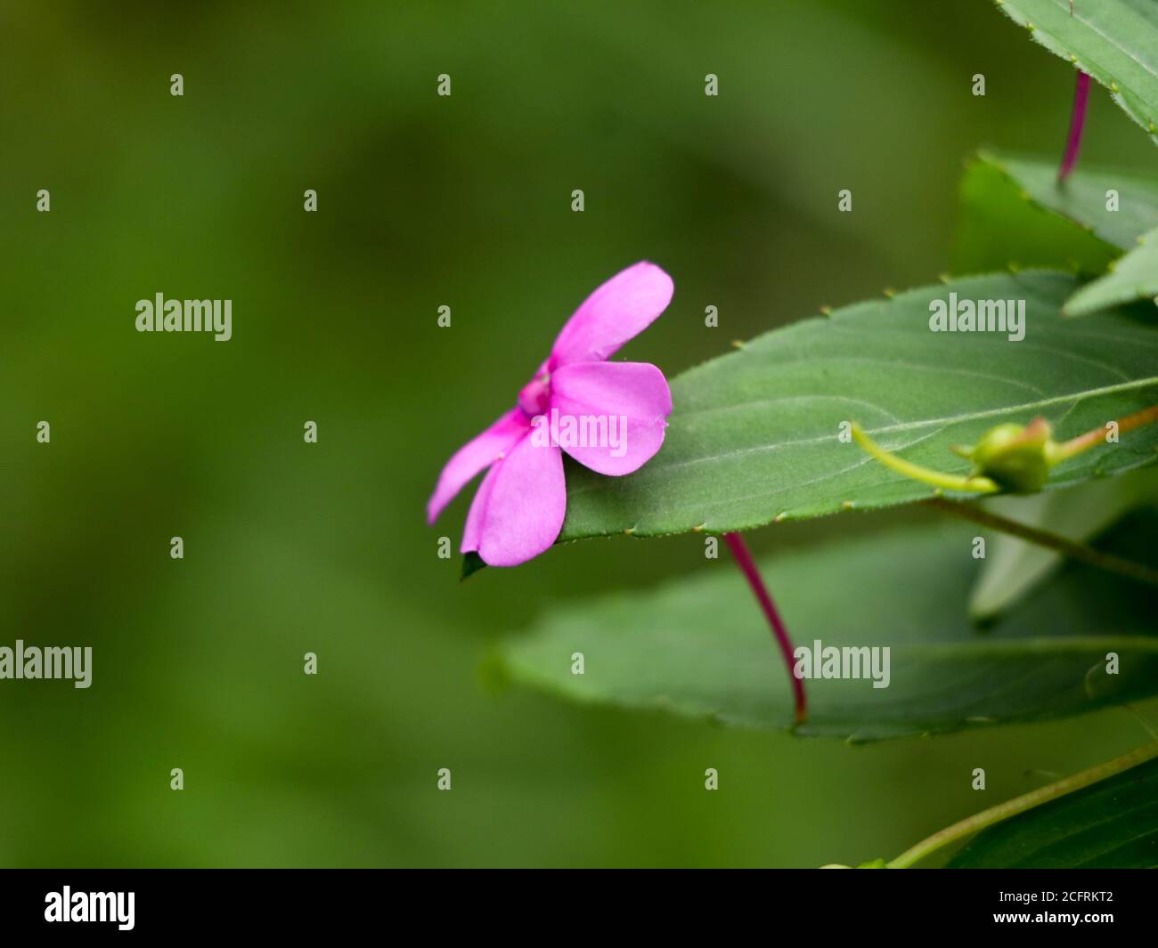 Impaziens di colore rosa chiaro o affollato fiore di lizzie, specie selvatiche Foto Stock
