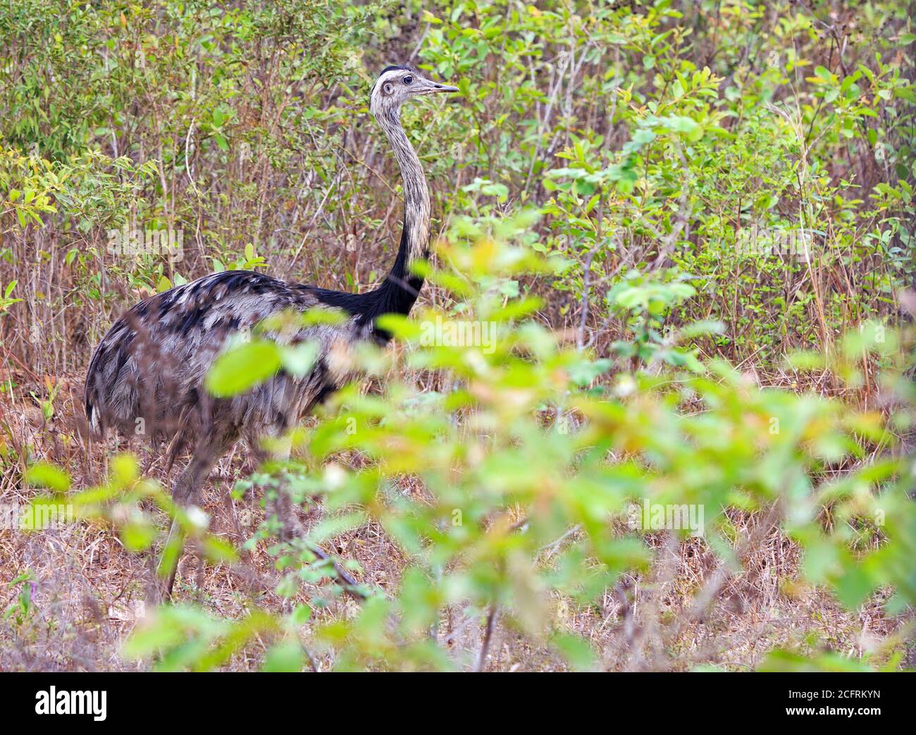 Grande Rea a piedi attraverso le pianure del Pantanal, Brasile Foto Stock