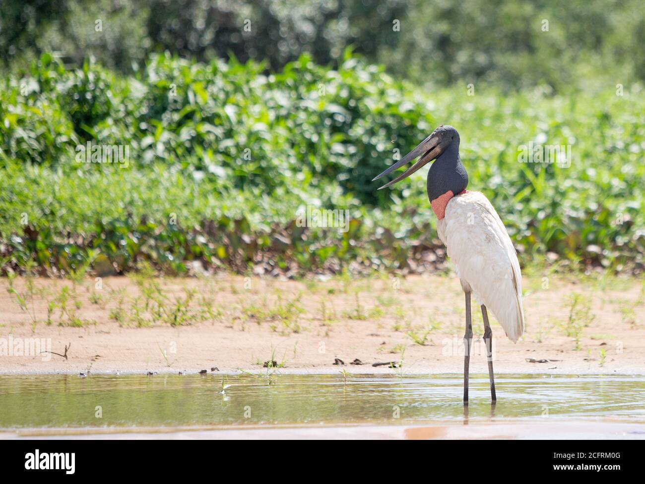 Jabiru Stork in piedi sulla costa con becco aperto. I Jaribu sono gli uccelli più grandi del Pantanal e possono essere alti fino a 3 piedi. Pantanal, Mat Foto Stock