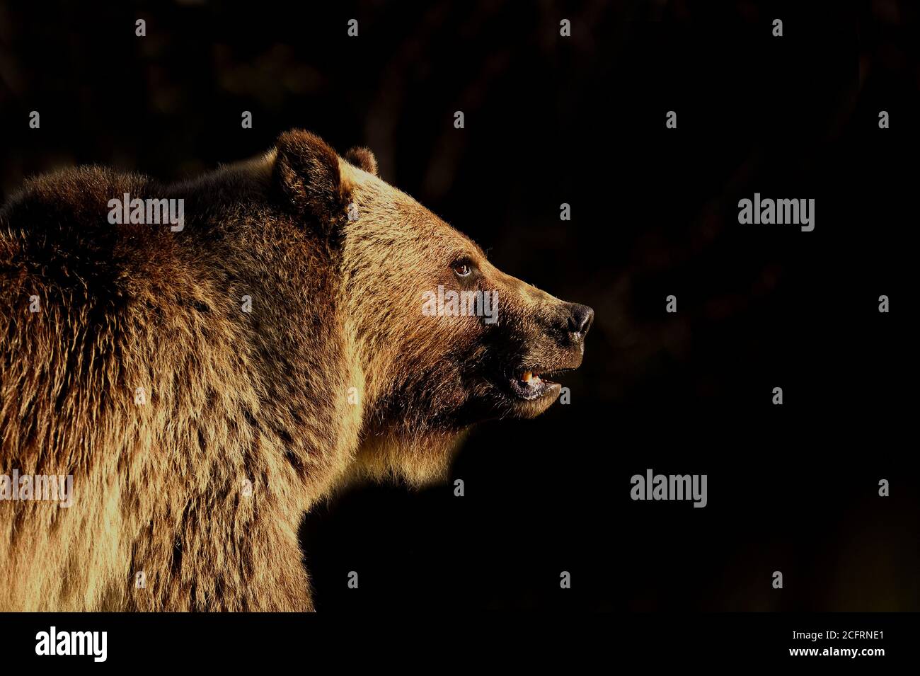 Una vista laterale verticale di un selvaggio femmina adulta orso grizzly, Ursus arctos, contro un sfondo oscurato Foto Stock