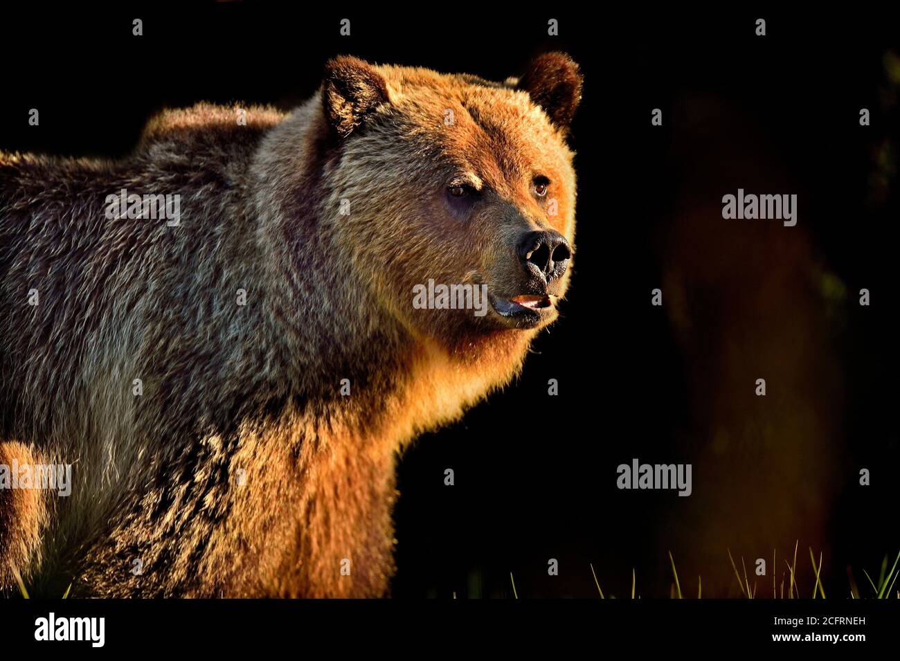 Un ritratto ravvicinato di un orso grizzly femminile selvaggio, Ursus arctos, che fa contatto con gli occhi nella calda luce della sera nella campagna Alberta Canada. Foto Stock