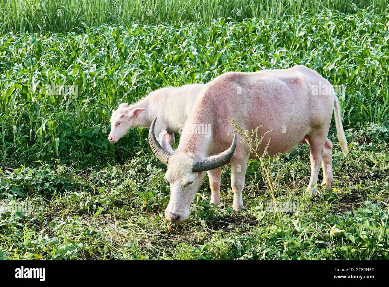 Bufalo d'acqua albino femminile accanto al suo bambino vitello in piedi in una terra di fattoria verde. Questi carabao è l'amico degli agricoltori nelle Filippine, in Asia Foto Stock