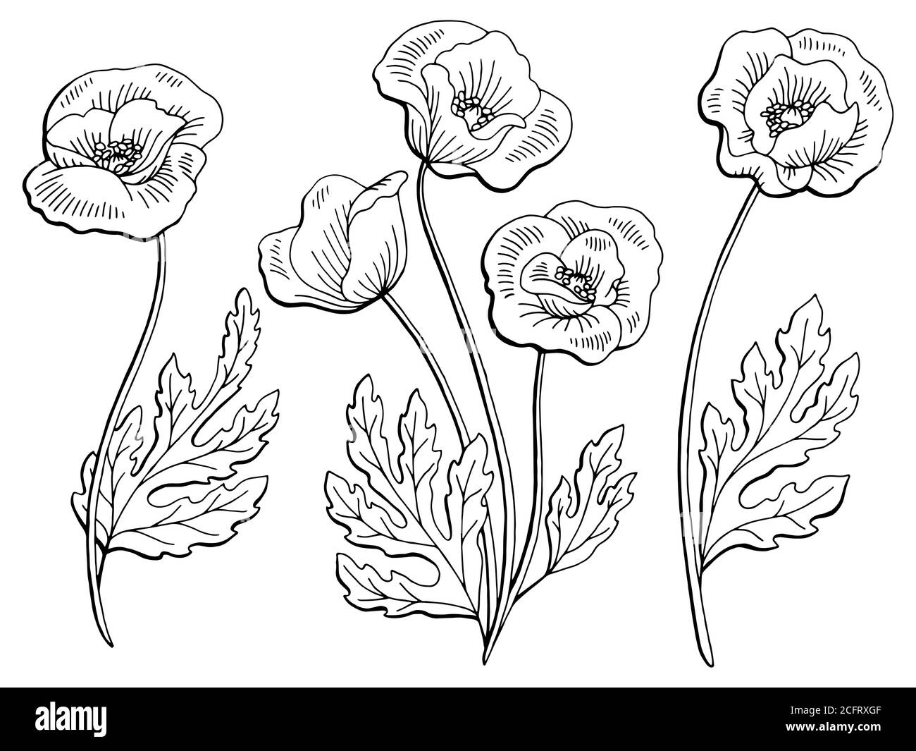 Grafica di fiori di papavero nero bianco isolato disegno vettore Illustrazione Vettoriale