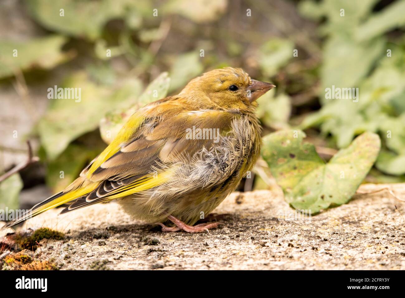 Verdino, giovane uccello selvatico, cloris chloris, arroccato in un giardino britannico, recentemente volato. Foto Stock