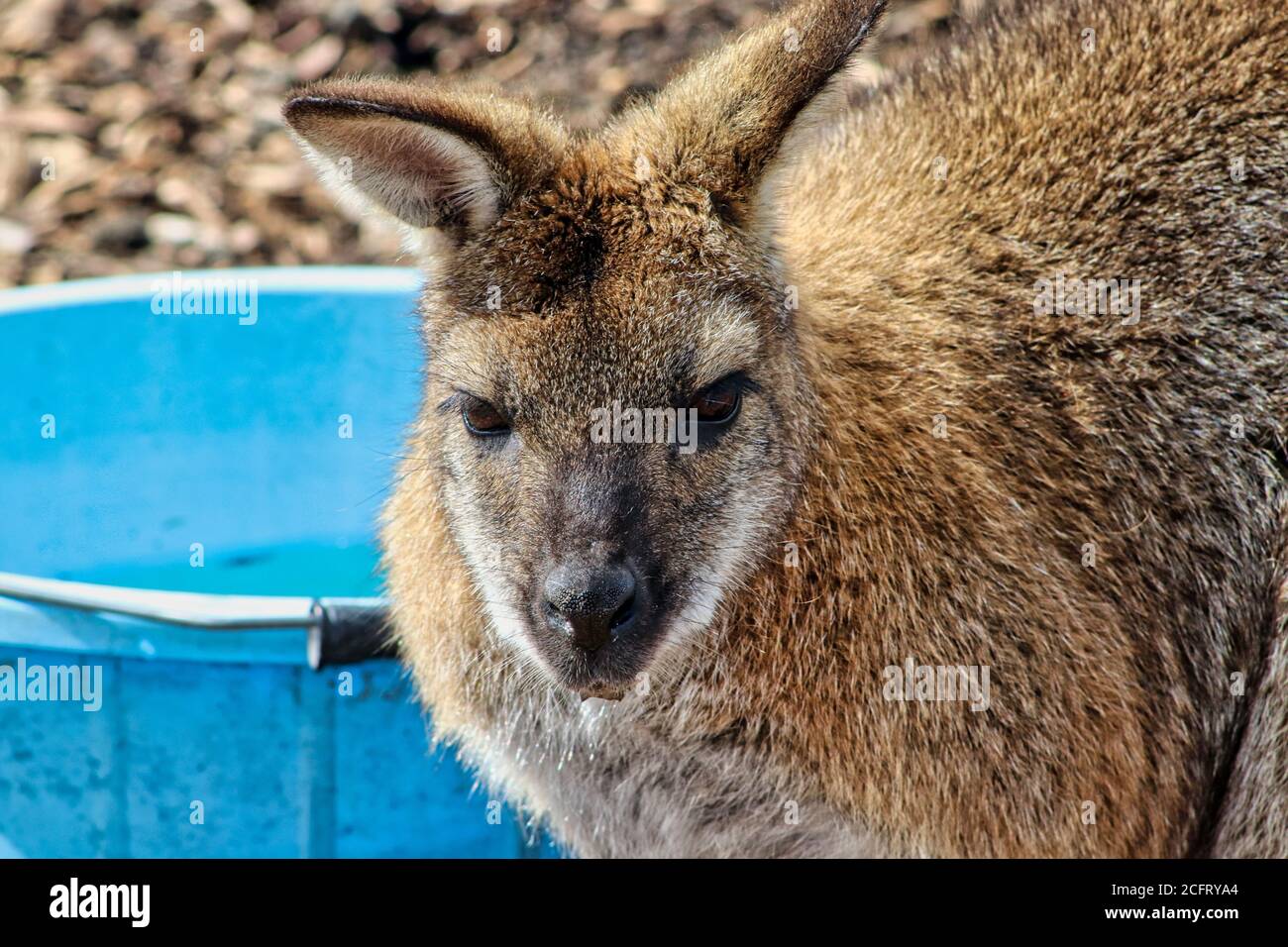 Wallaby Foto Stock