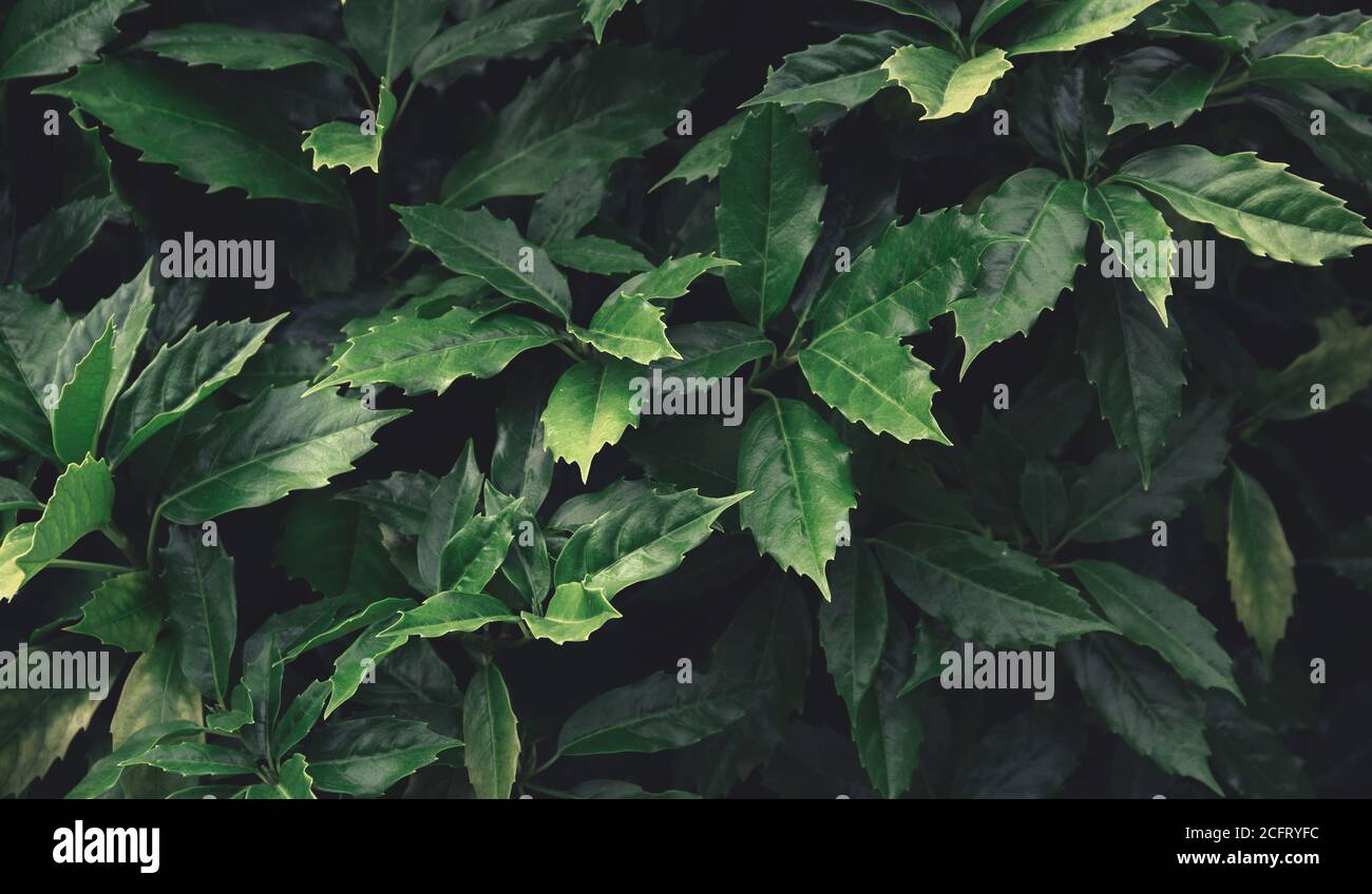 Sfondo motivo foglie verdi, sfondo naturale e sfondo Foto Stock