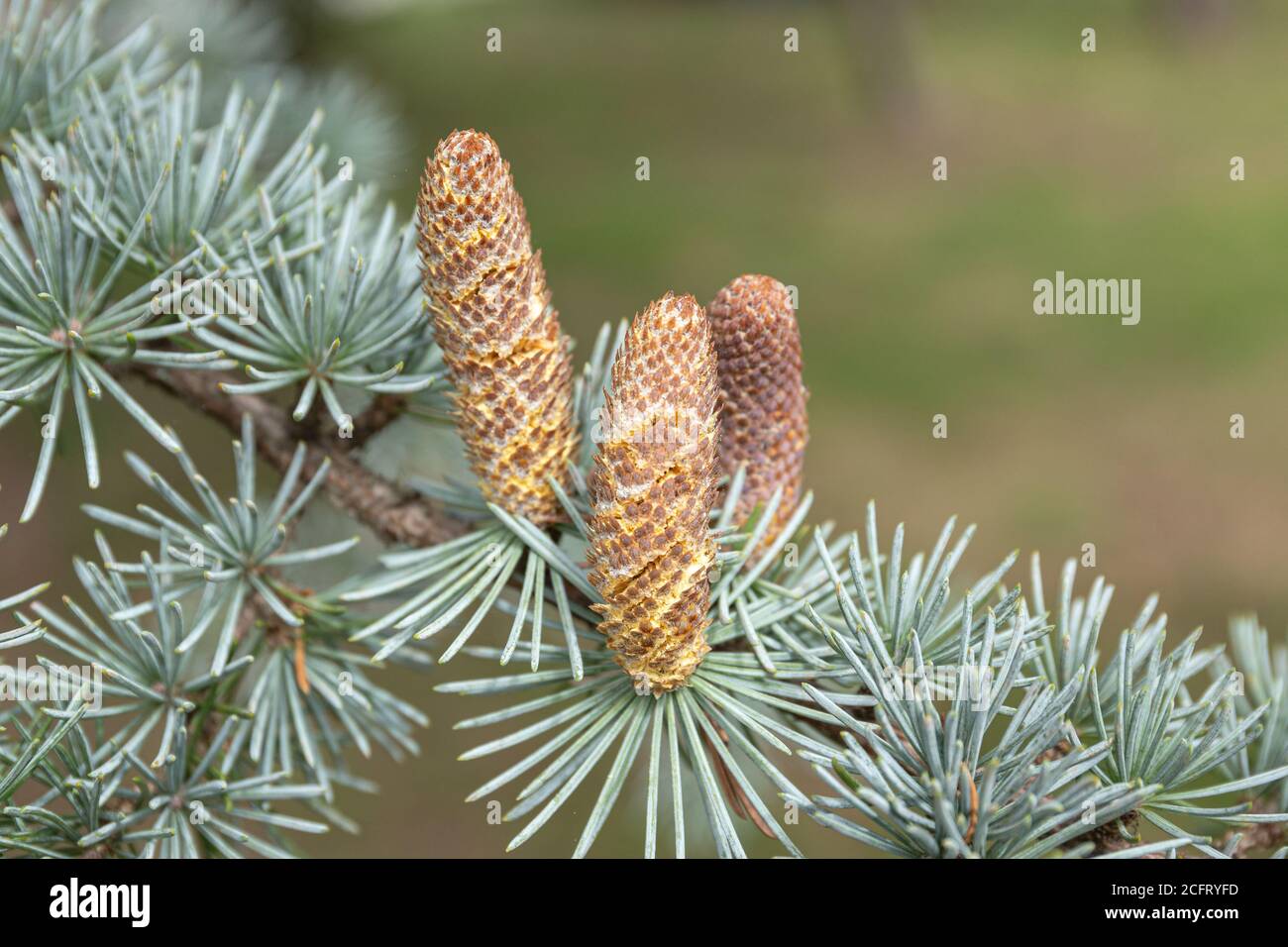 Primo piano di coni di abete rosso blu su albero. Pungens di Picea. Spazio di copia Foto Stock