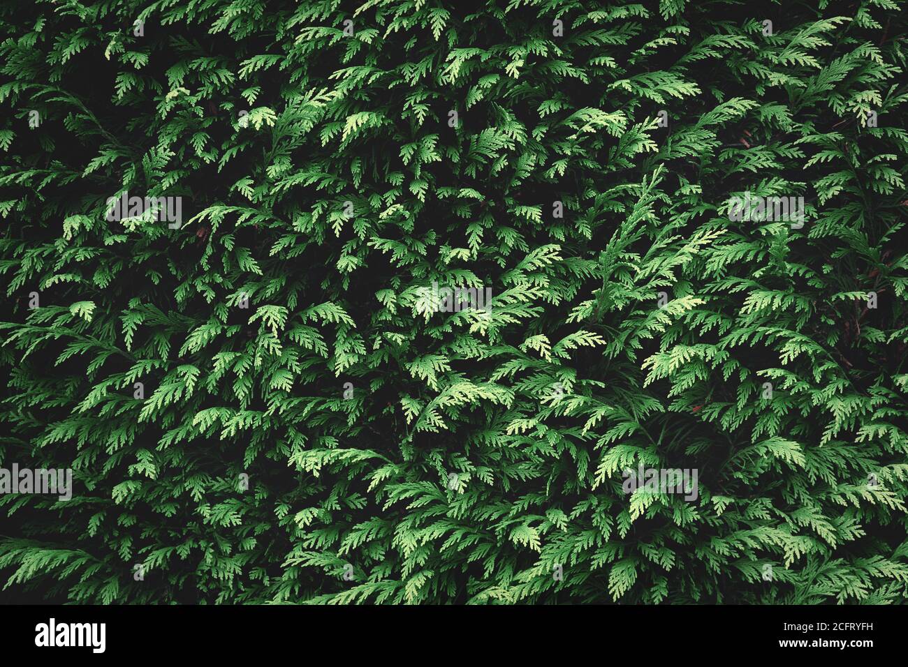 Texture di fondo in abete verde. Sfondo natura Foto Stock