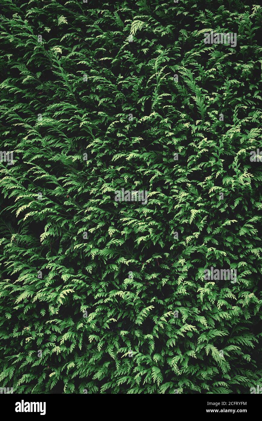 Texture di fondo in abete verde. Sfondo natura Foto Stock