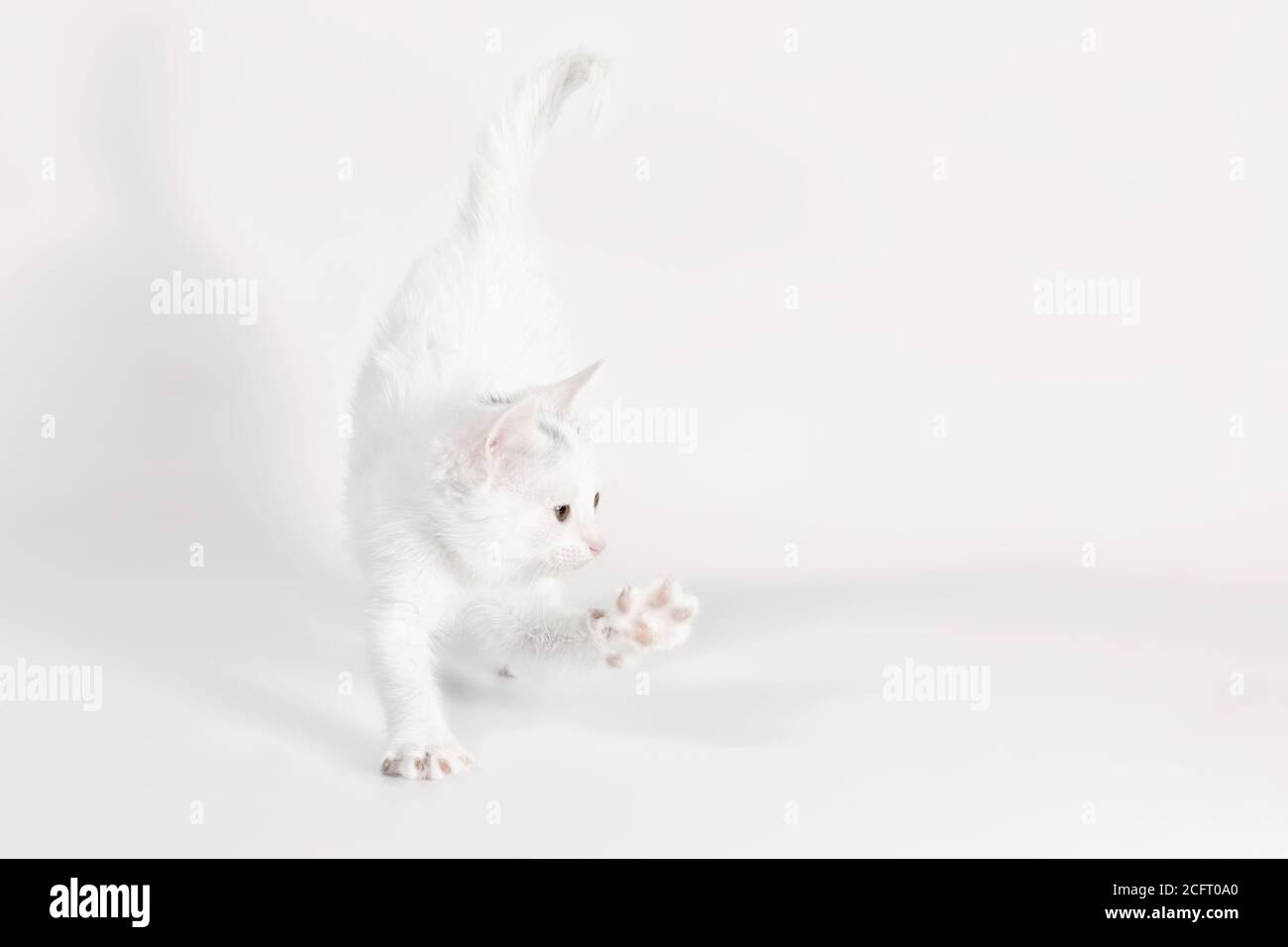gattino bianco poco giocoso su uno sfondo chiaro studio isolato scatto Foto Stock