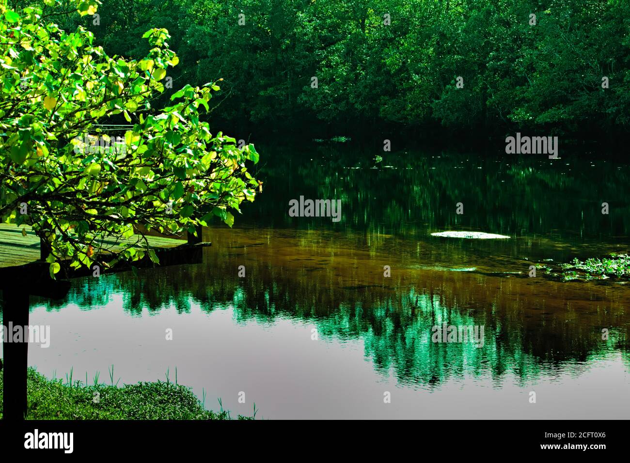 Piccolo albero che incornicia le acque trasparenti del fiume Guaratuba che riflette la vegetazione sulle sue rive. Foto Stock