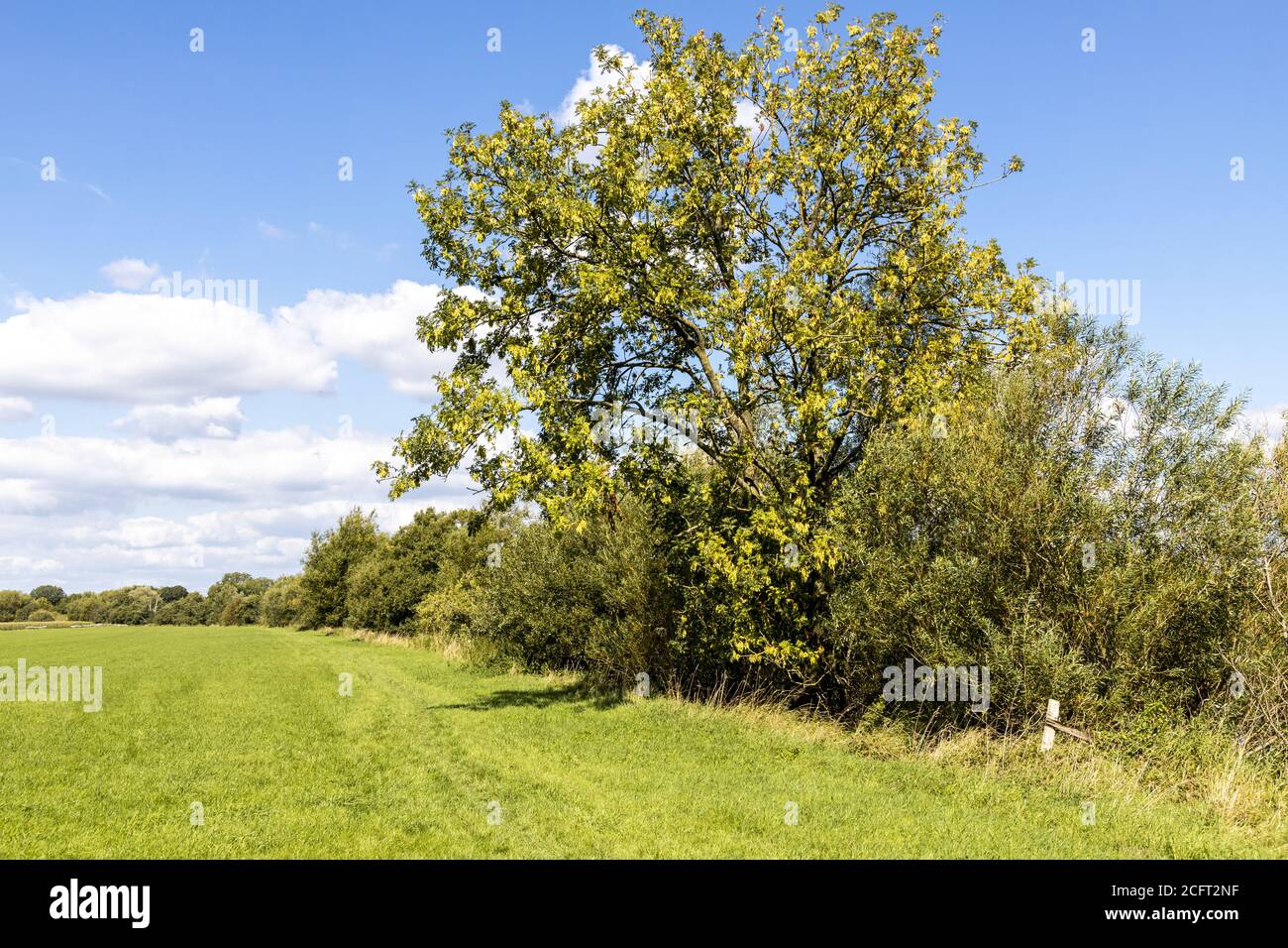 Un albero di cenere sano all'inizio dell'autunno sulle rive del fiume Severn vicino al villaggio Severn vale di Maisemore, Gloucestershire UK Foto Stock