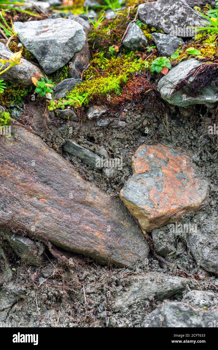 Profilo del suolo di un Leptosol all'Elendboden al Grossglockner alta strada alpina con Saxifraga Foto Stock