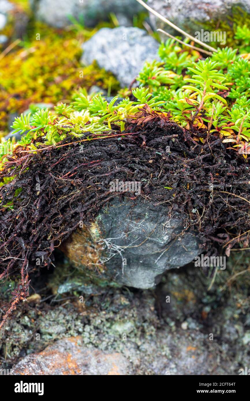 Strato organico di un Leptosol con saxifraga all'Elendboden Sulla strada alpina Grossglockner Foto Stock