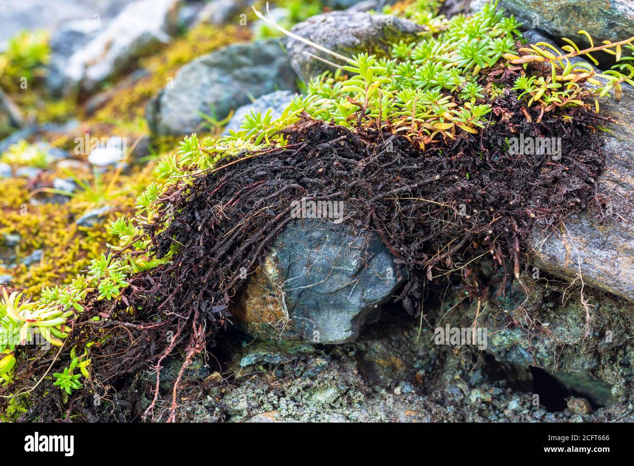 Strato organico di un Leptosol con saxifraga all'Elendboden Sulla strada alpina Grossglockner Foto Stock