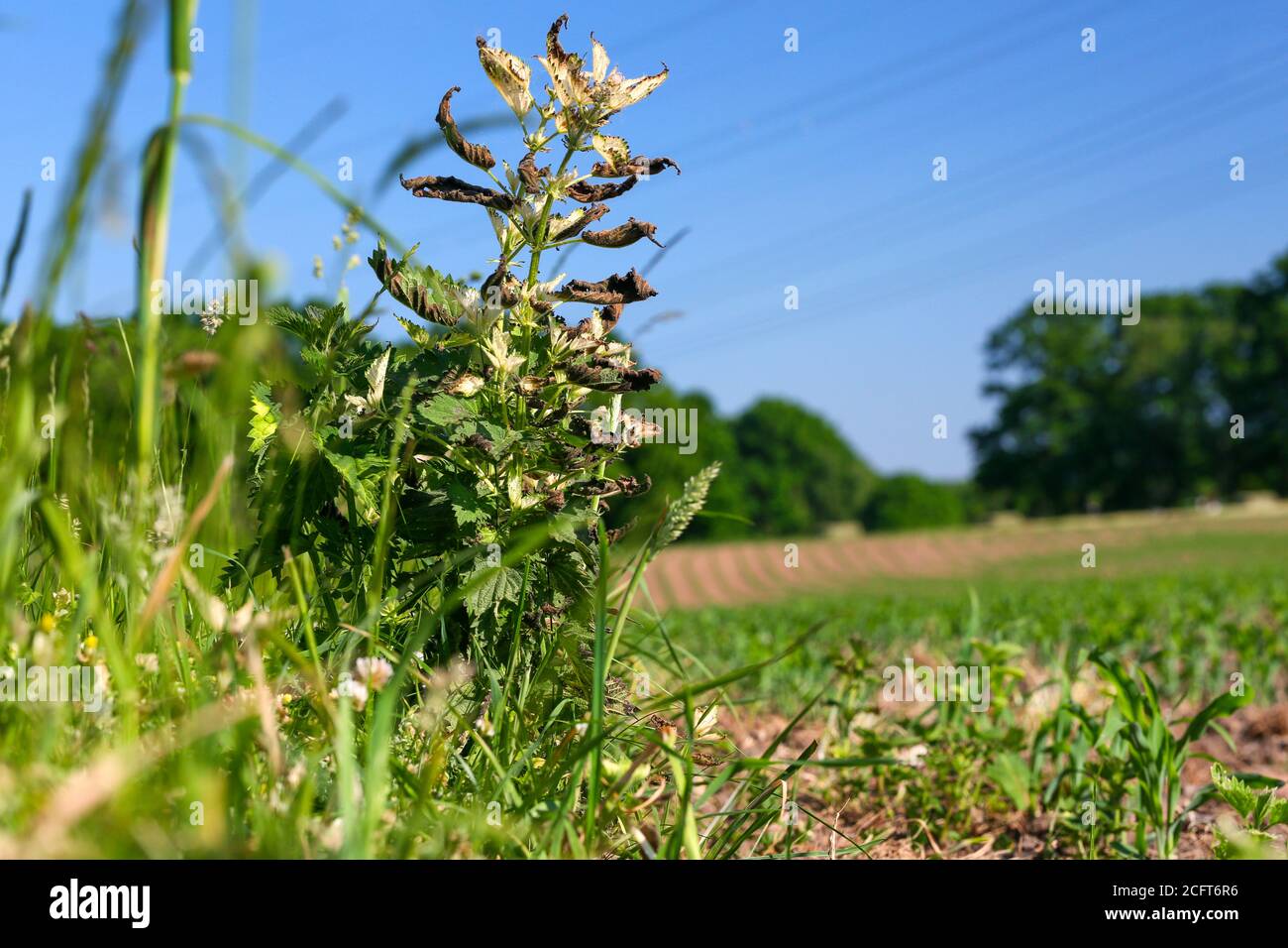 I nettle di pungitura vicino ad un campo sono stati inavvertitamente trattati con Glifosato e ora stanno morendo Foto Stock