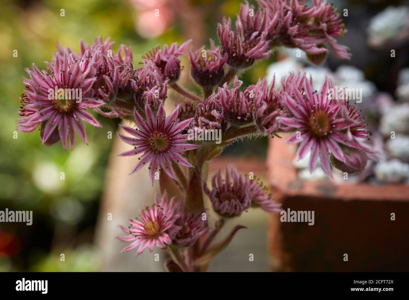 Fiori alpini non identificati in piena fioritura su un rockery dentro il giardino amatoriale della brughiera a 900ft Foto Stock