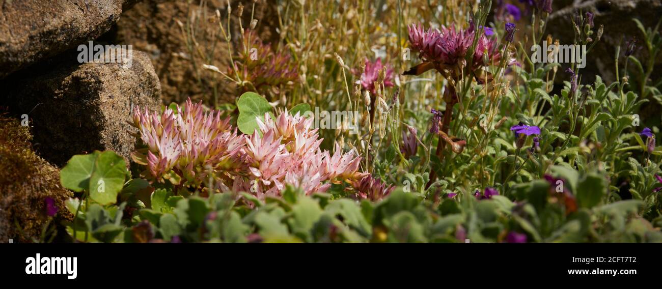 Fiori alpini non identificati in piena fioritura su un rockery dentro il giardino amatoriale della brughiera a 900ft Foto Stock