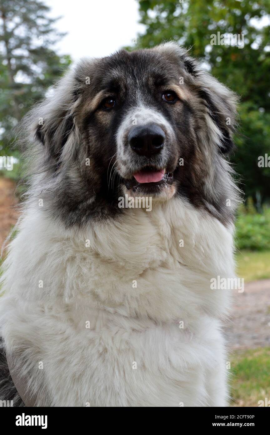 Cane di pecora, di grandi Pirenei, questo è un cane di razza grande Foto Stock