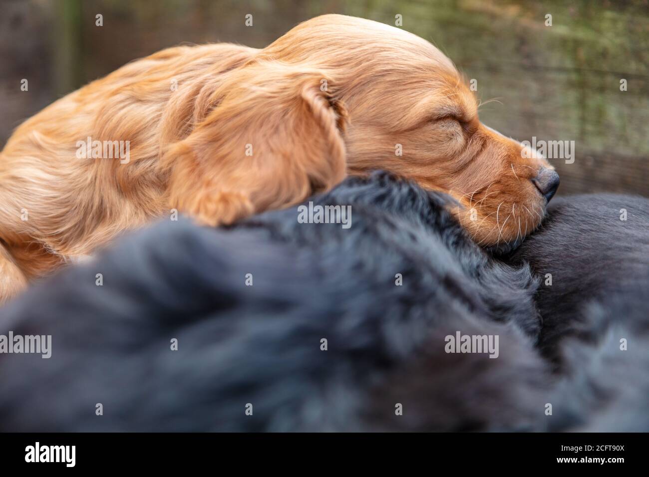Cucciolata di simpatici cani cuccioli neri e marroni che dormono all'esterno al sole Foto Stock