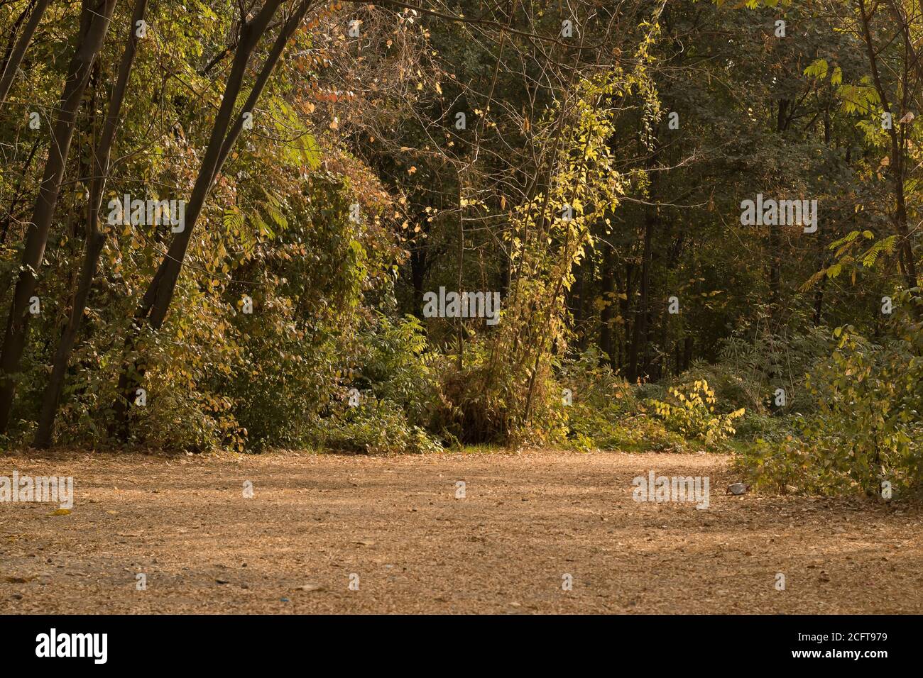 Autunno paesaggio autunno nel giardino botanico la strada è cosparso di foglie e le foglie sugli alberi girati giallo Foto Stock