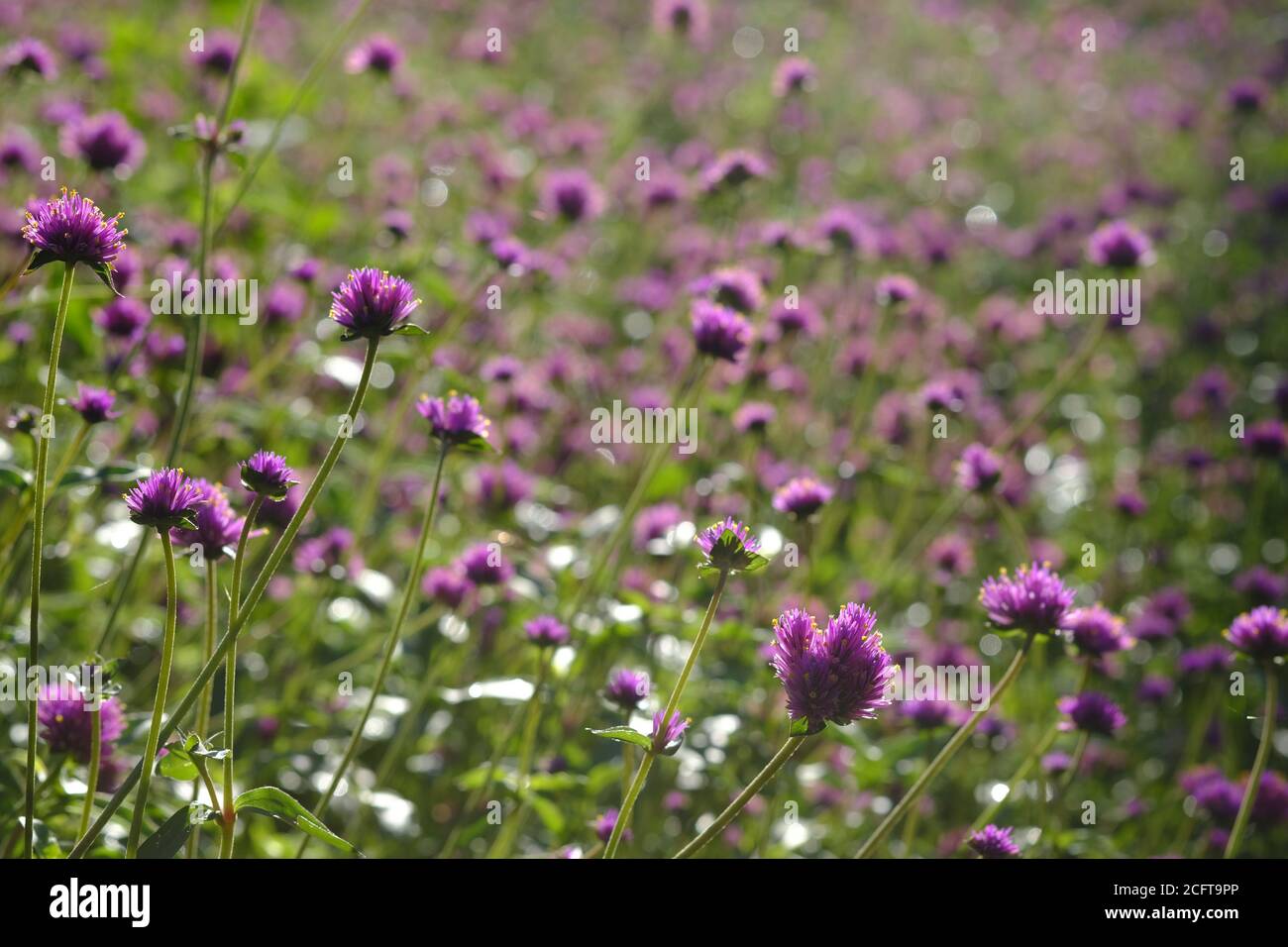 Un letto di amaranto globo (Gomphrena globosa 'Fuochi d'artificio'?) In un parco a Ottawa, Ontario, Canada. Foto Stock