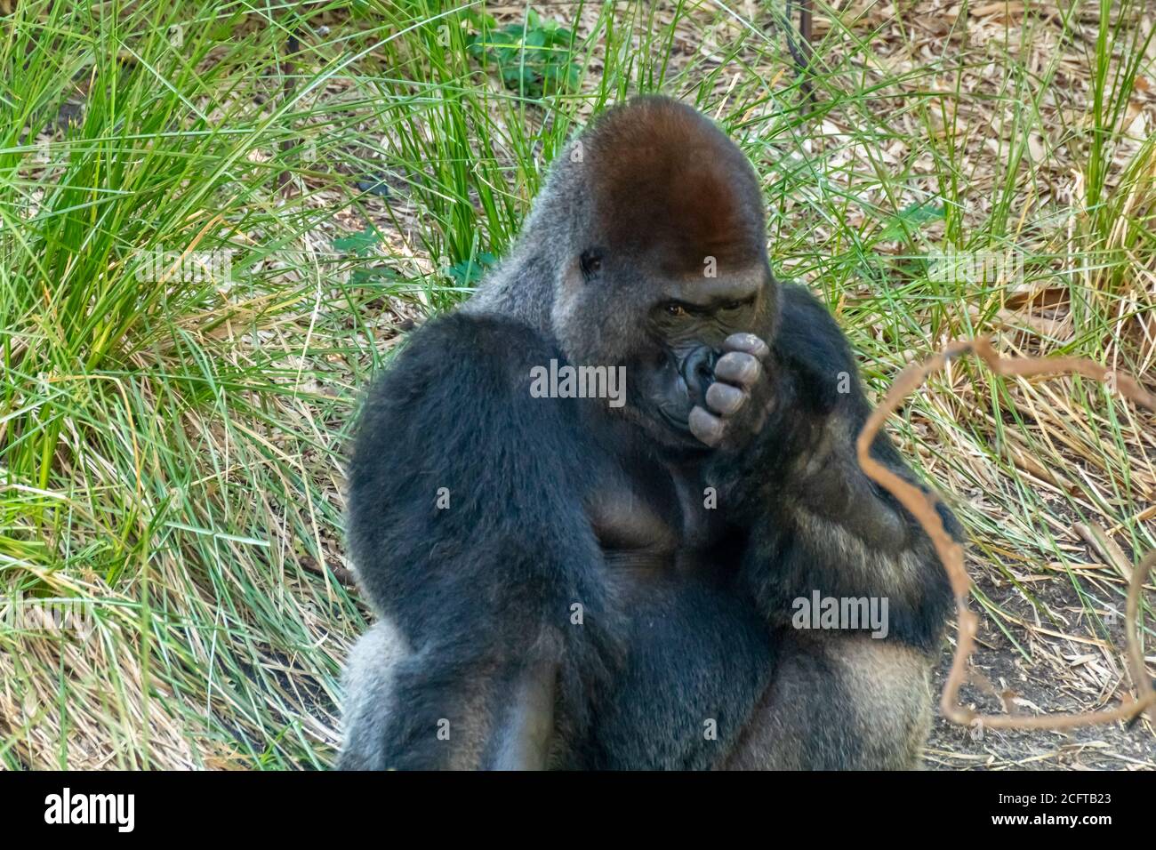 Grande Gorilla che tocca il suo rumore con la vegetazione intorno a lui Foto Stock