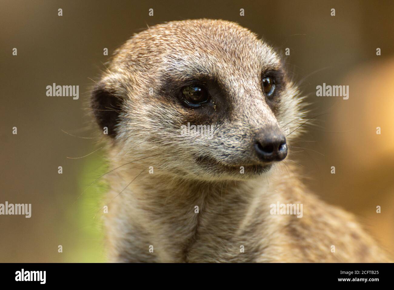 Primo piano di Mammal Meerkat guardando a destra con sfondo sfocato Foto Stock