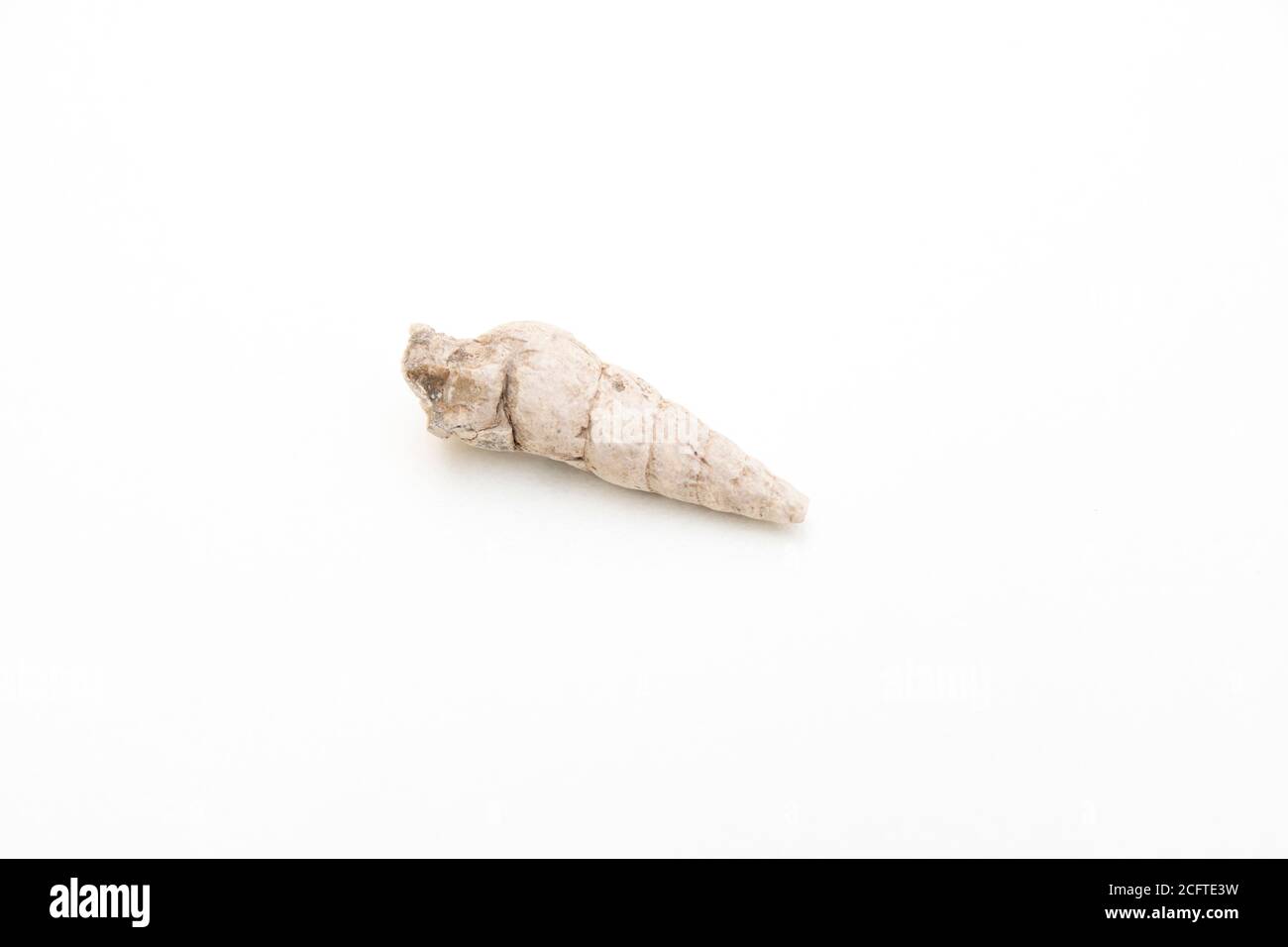 particolare di molluschi gastropoda fossile isolato su sfondo bianco Foto Stock