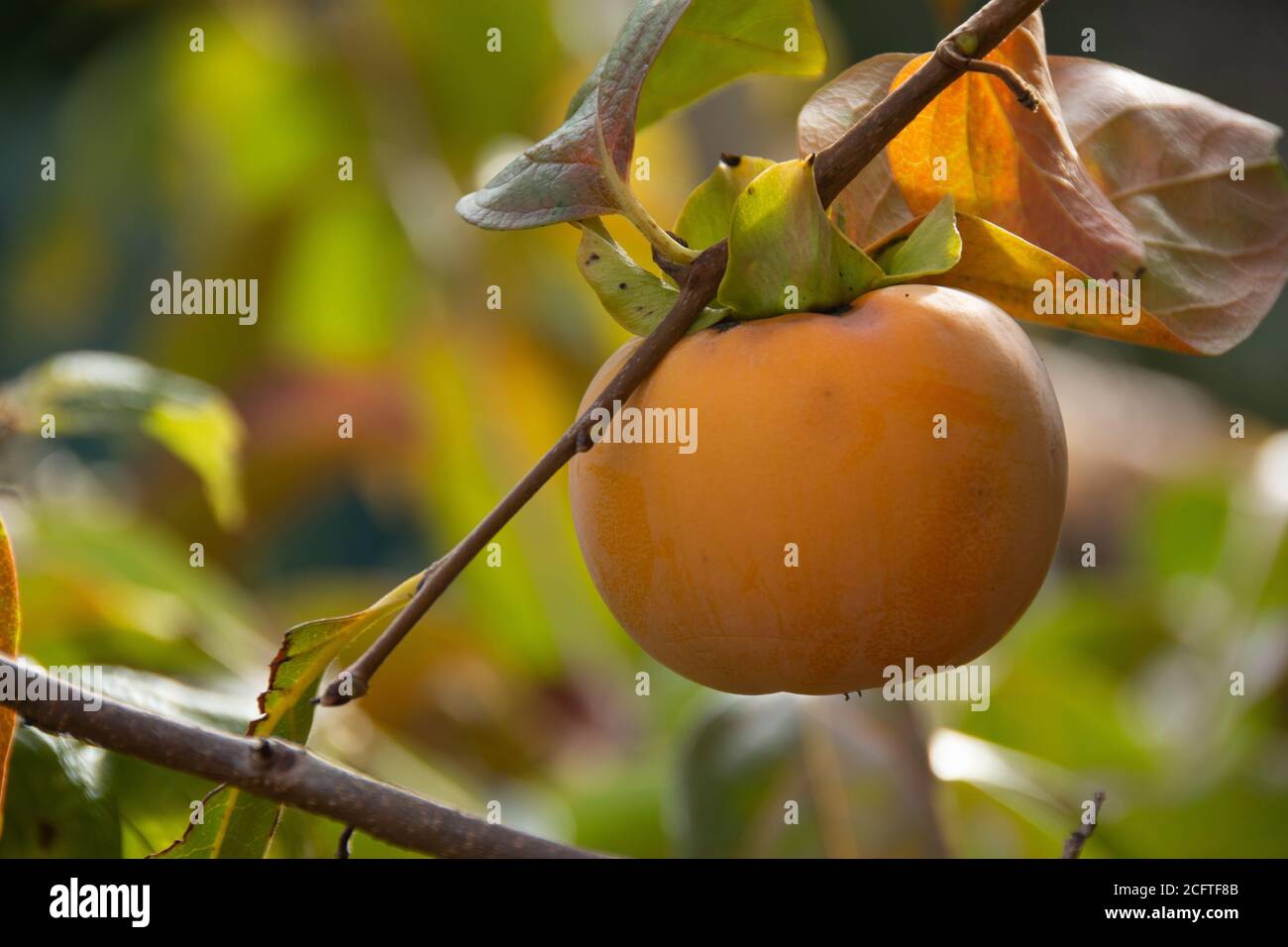 Frutto del persimmon su un albero (Diospyros kaki) in autunno Foto Stock